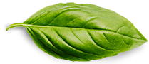 basil leaf About